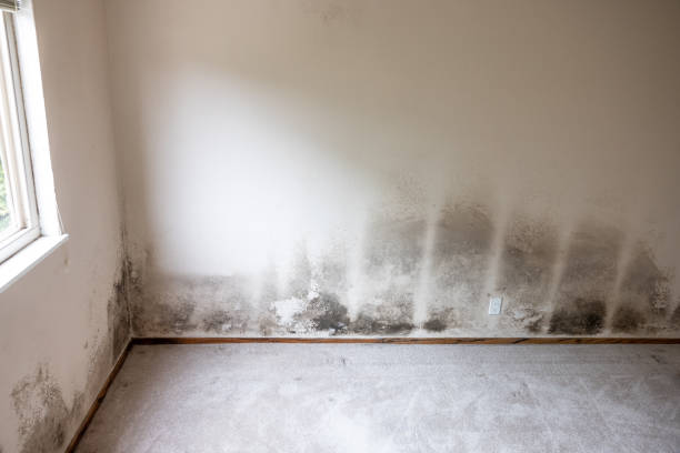 Best Basement Mold Removal  in Burlington, NC